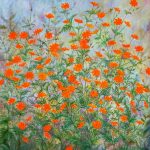 Blumen von Elisabeth Oschwald - Flowers by Elisabeth Oschwald
