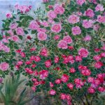 Blumen von Elisabeth Oschwald - Flowers by Elisabeth Oschwald