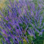 Blumen von Elisabeth Oschwald - Flowers by Elisabeth Oschwald